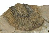 Platyscutellum Trilobite Fossil - Atchana, Morocco #249919-5